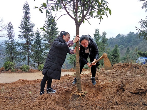 母女同植幸福樹.jpg